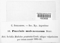 Micropuccinia malvacearum image